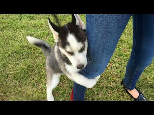Huskies are the Queens of All Drama!