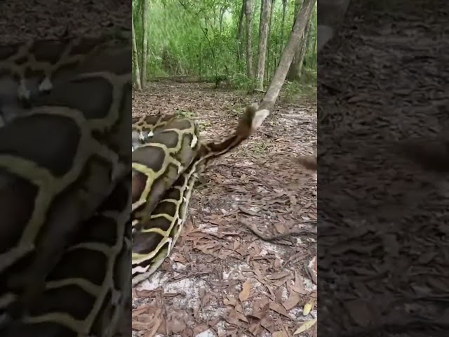 This Python Almost Kills a Man 😱