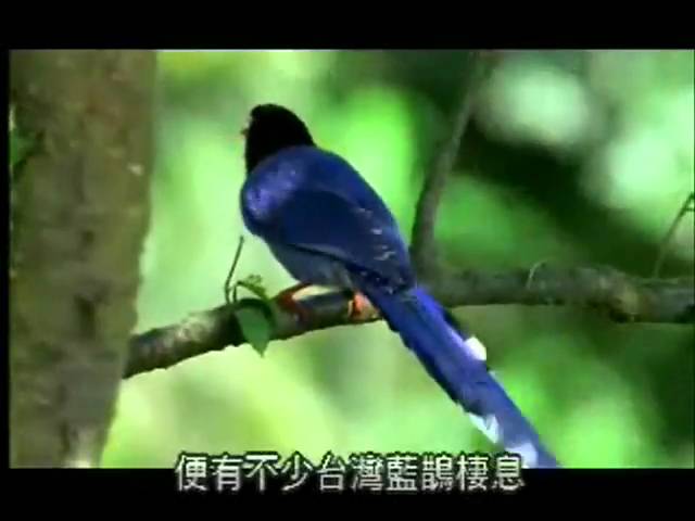【陽明山國家公園管理處】台灣藍鵲的故事－陽明山國家公園具代表性鳥類