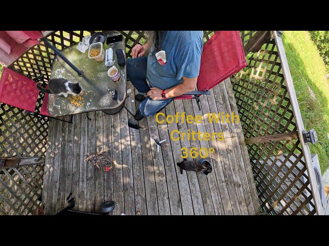 Coffee With Critters 360 HDR