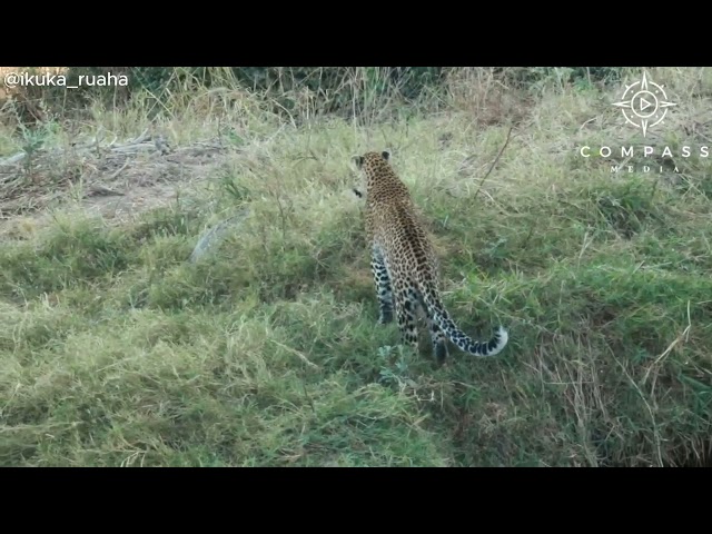 Scared Leopard Jumps Into Water to Escape Python