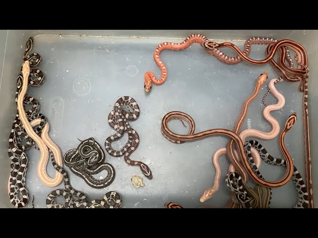 Our Corn Snakes 2021 Clutches!