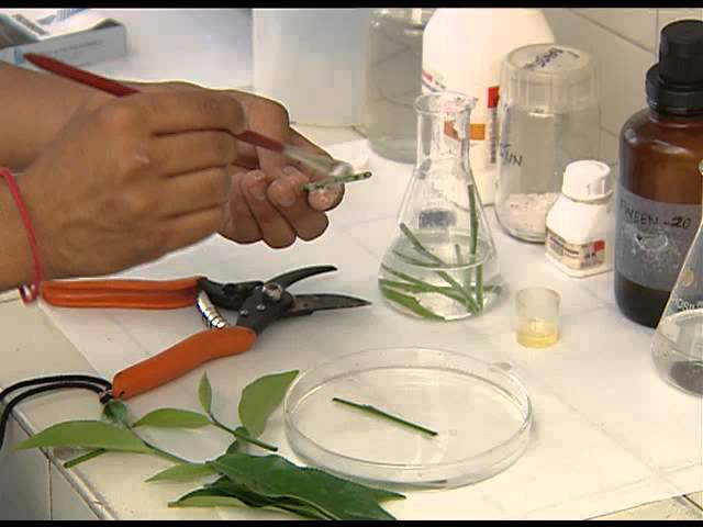 PLANT TISSUE CULTURE CSIR