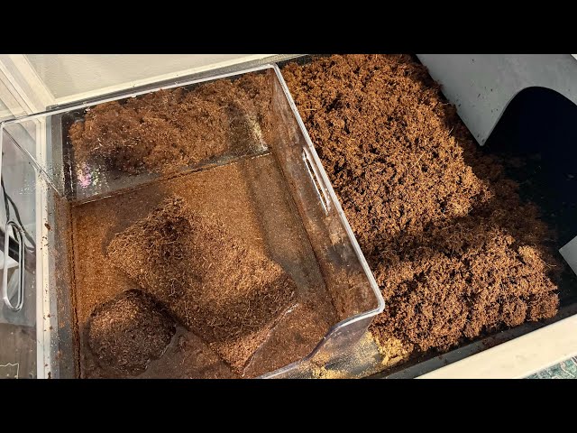 Demo of Using This Coconut Fiber Substrate for Tortoises! - ZeeDix Overview! #ad #amazoninfluencer