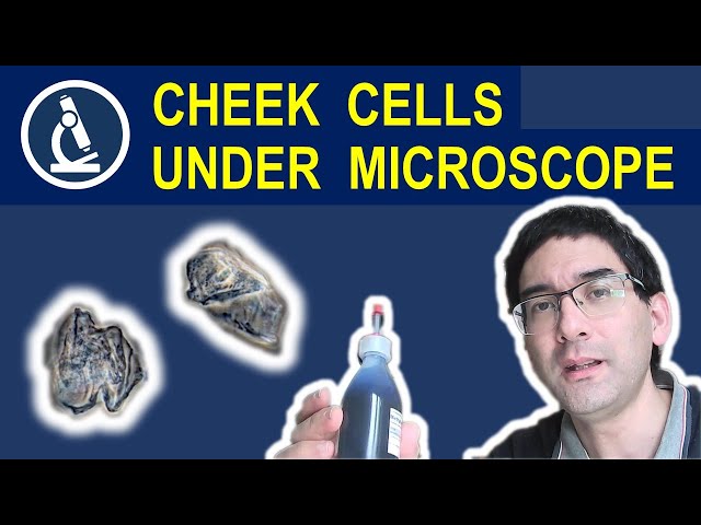 My body cells under the microscope 🔬 186