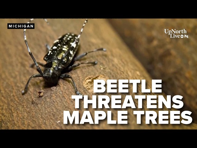 Michigan DNR asks public to watch for invasive beetle that threatens maple trees