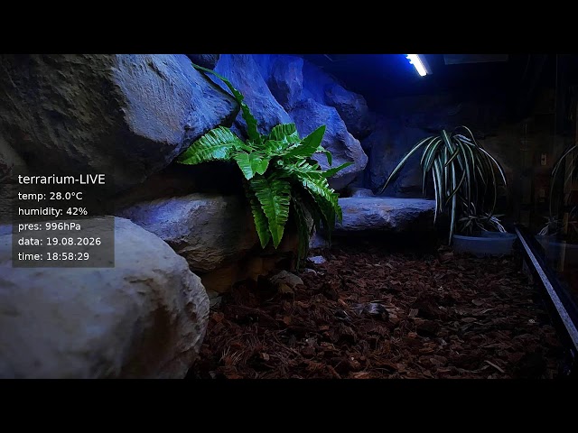 terrarium-LIVE 🔴 19/08/2026 🐍 Ball Python Regius Snake