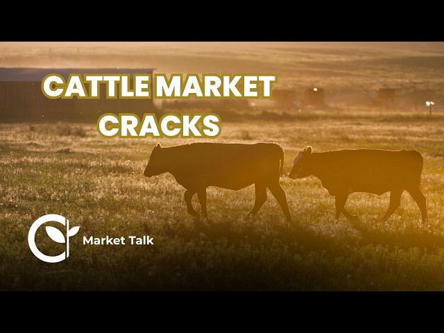 Cattle Market Sinks as Beef Import Plan Adds Pressure