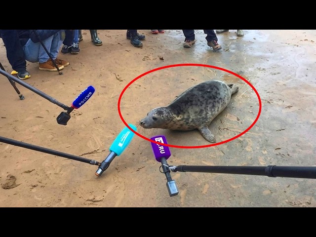 Animals Are The Ultimate Source of Comedy 🤣 New Funniest ANIMALS Videos