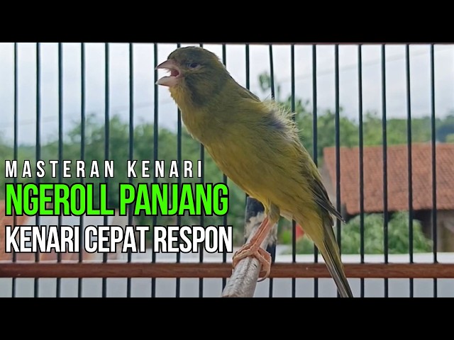 Terapi Kenari Macet Bunyi: Pancingan Kenari Gacor Ngerek Paling Ampuh & Respon Cepat!