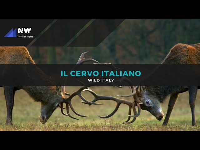 Wild Italy The Italian deer Documentary