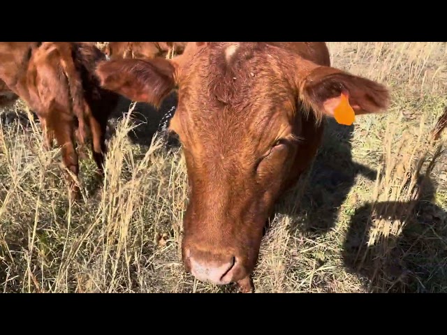 Carbon Sequestration: How Cattle Can Fight Climate Change 20251216 #rotationalgrazing 