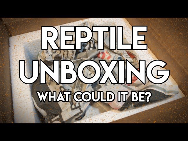 Awesome Reptile Unboxing! Whats Inside?!