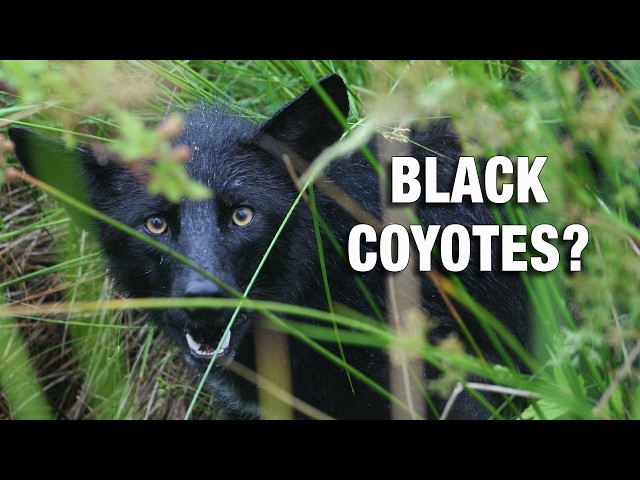 What We Know About Black Coyotes