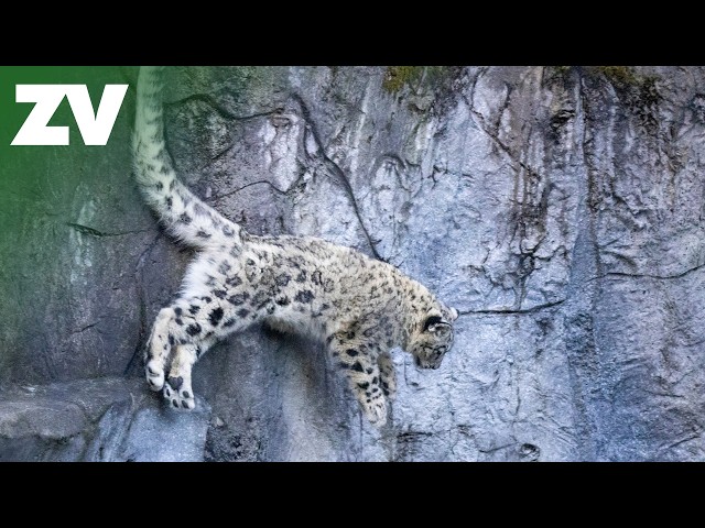 Snow Leopard cub chaos at Melbourne Zoo!