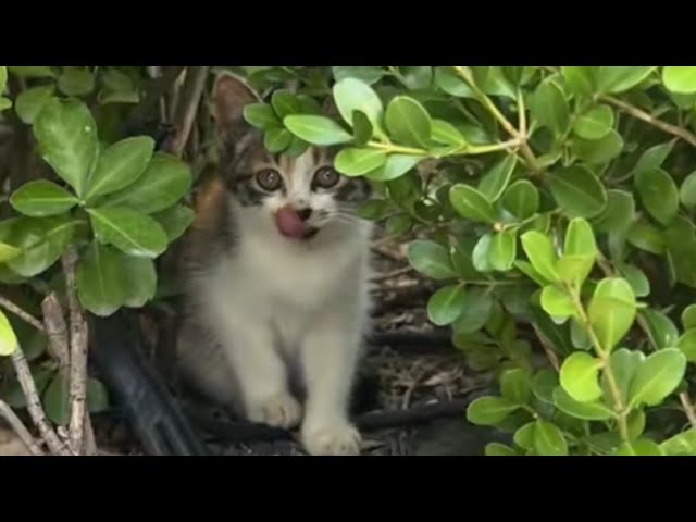 She Was Afraid of Everyone — Until She Chose Me!