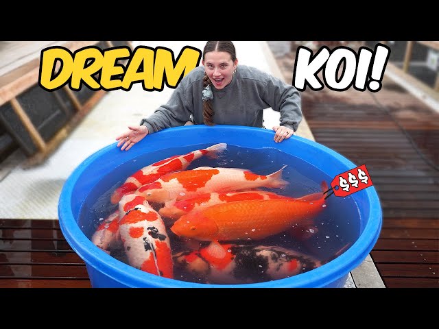 Dream Koi Shopping at Sakai Fish Farm (Worth It?)
