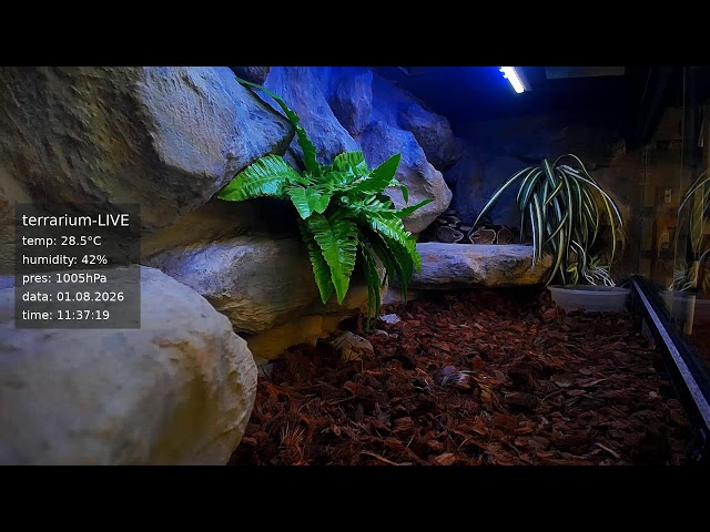 terrarium-LIVE 🔴 01/08/2026 🐍 Ball Python Regius Snake