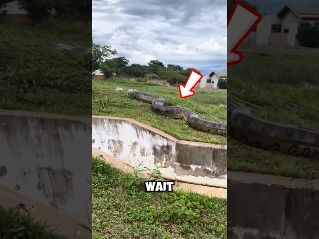 TOP 5 BIGGEST SNAKES 😨🐍 #biggestsnakes #top5