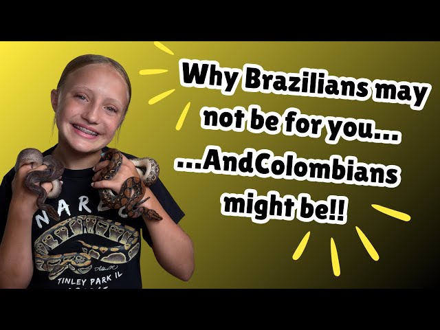 Why Brazilian Rainbow Boas may not be for you….. And Colombian Rainbow Boas might be!