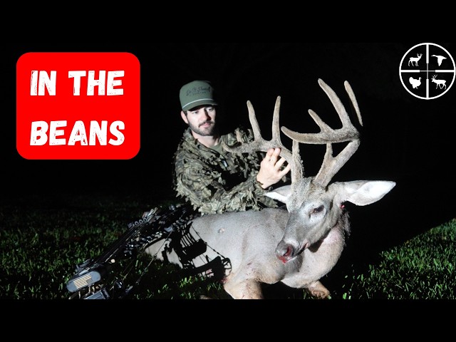 BOWHUNTING in a BEAN FIELD