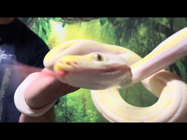 11/4/25 Cow Reticulated Python Male #A