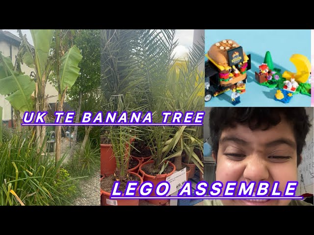 UK বাগানে কলা গাছ! বিশ্বাস হয়? 😲Banana tree in  UK🎋Enjoying English breakfast🍳lego collection #vlog