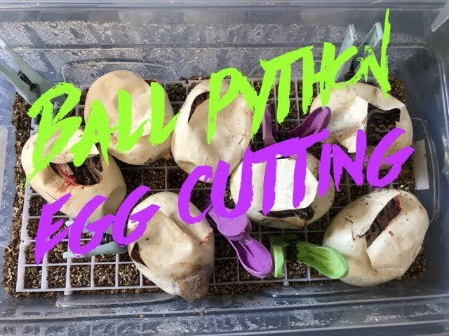 Cutting ball python eggs...i see some Leopards