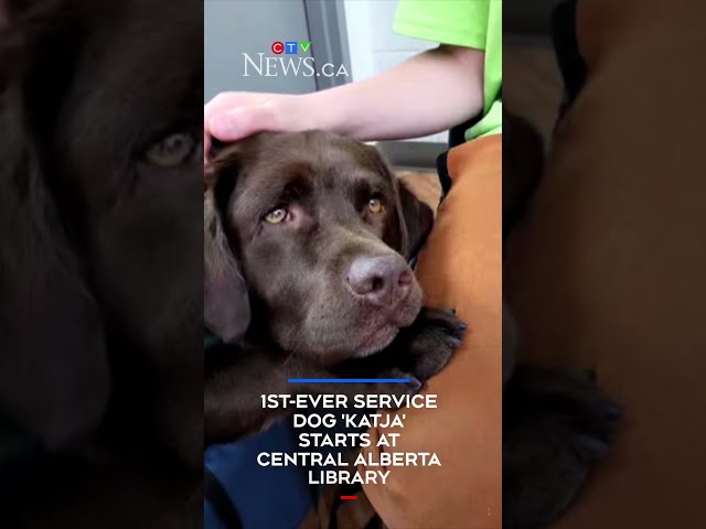1st-ever Alberta service dog starts shift at Red Deer Public Library