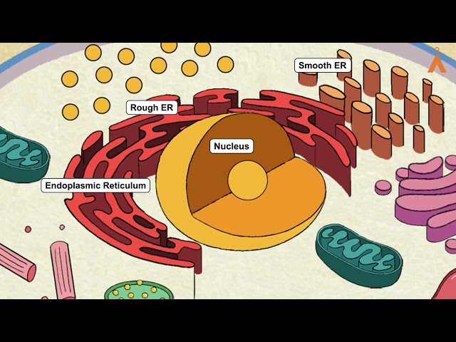 How Do Cells Know What to Become? | Science Short Capsules