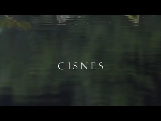 AVIS - CISNES