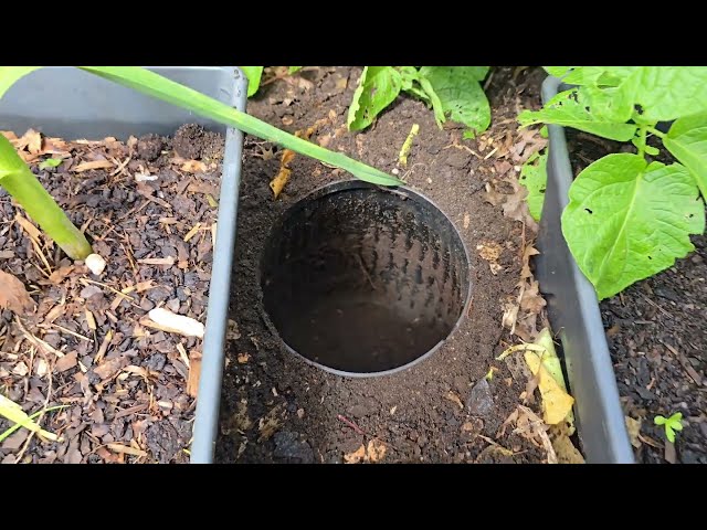 Composting In-Ground with Worms! Tips and 4 year review! 