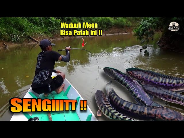 Sungguh Gila ! Perairan Ini Di Penuhi Ikan Toman