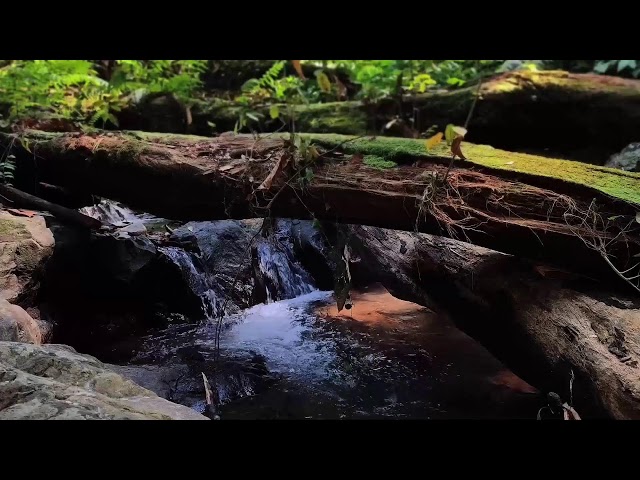 Relaxing Piano Music – Healing Vibes & River Flow for Peaceful Meditation and Rest