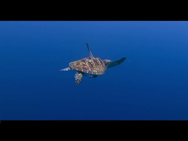 Sea Turtle Conservancy - 60 Years of Success
