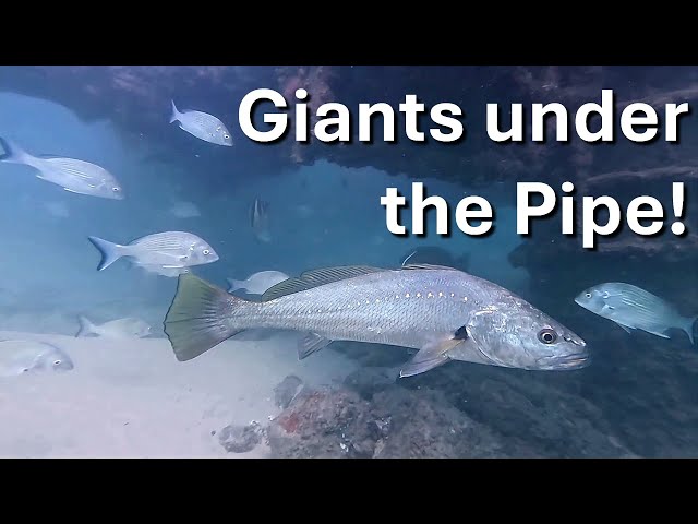 Mulloway under the Pipe | Documentary Clip