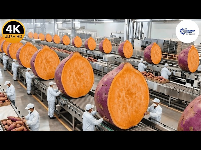 Inside Maggi's Advanced Factory: Sweet Potato Seasoning Powder Production (Full Process)