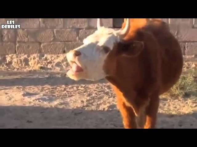 Vache qui parle !!