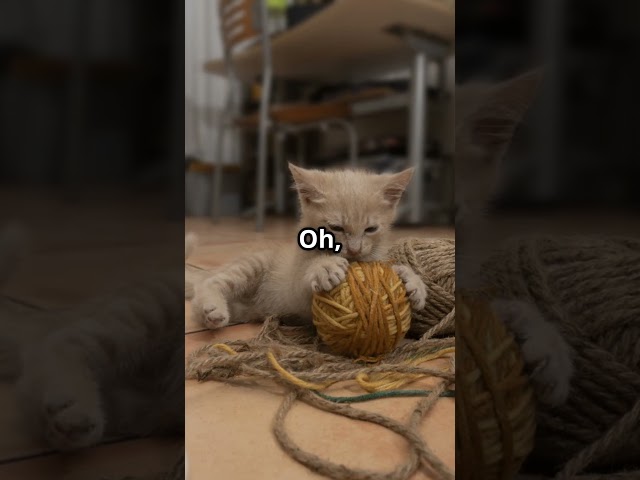 Adorable Kitten Knits a Cozy Sweater! #kitten