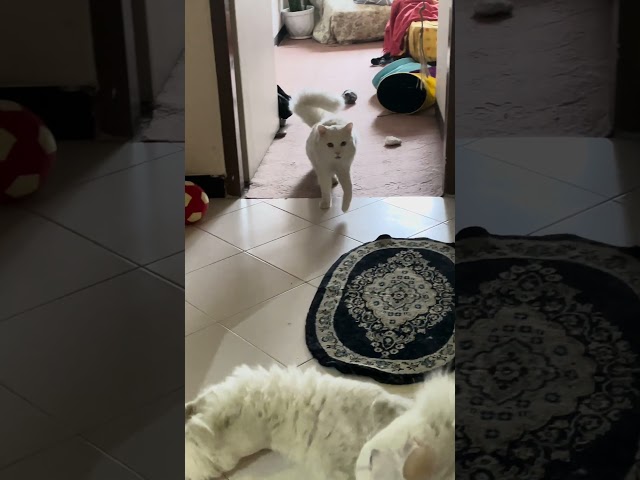 How a Deaf Cat Announces He’s Awake