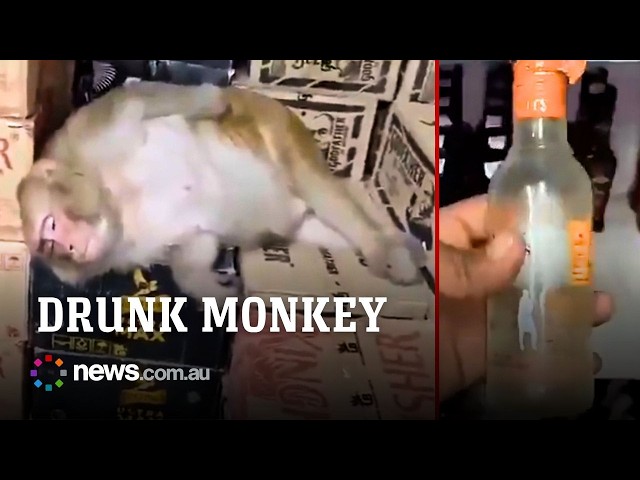Monkey breaks into a liquor store and passes out after drinking alcohol