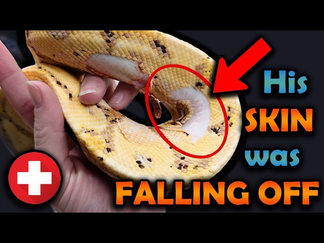 Rescuing a Ball Python whose SKIN was FALLING OFF