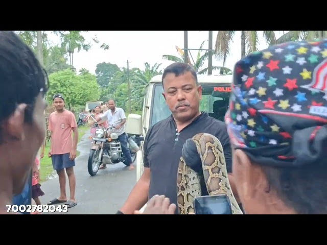 Indian Big Size Rock Python Snake Rescue | #viral