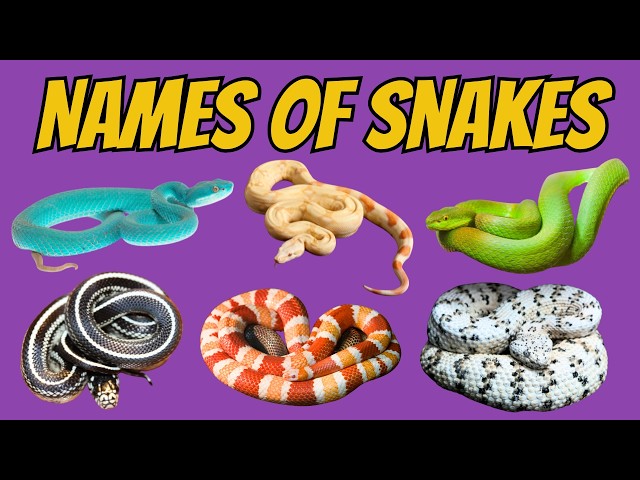 Names of Different Snakes for Kids | Learn Snake Names Easily for Preschool and Kids