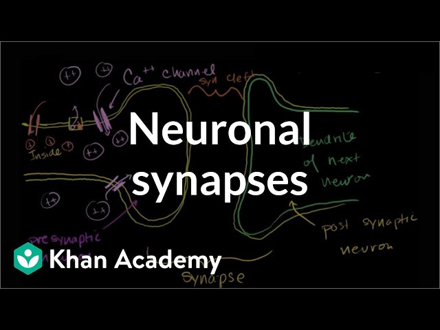 Neuronal synapses (chemical) | Human anatomy and physiology | Health & Medicine | Khan Academy