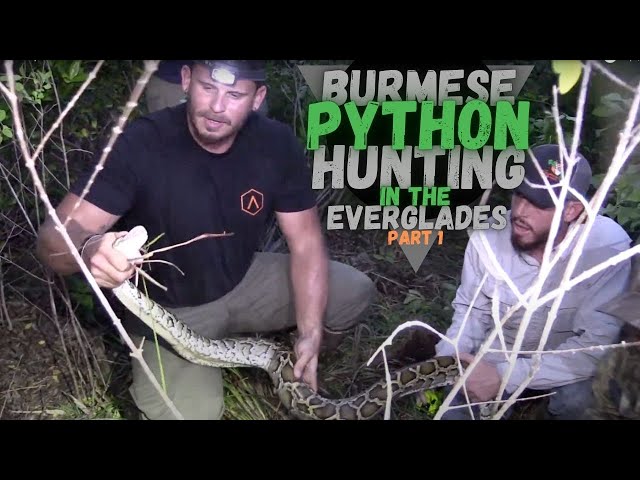 Burmese Python Hunting in the Florida Everglades Ep5 S9