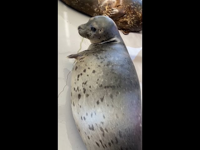 He Thicc: Walnut The Seal Pup
