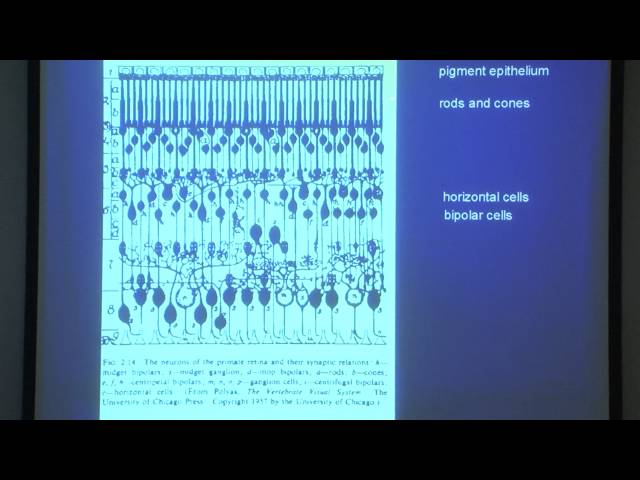 2. Basic layout of the visual system and the retina