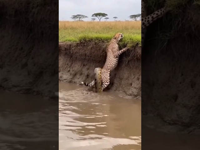 Survival of the Fittest: Cheetah vs. Giant Snake