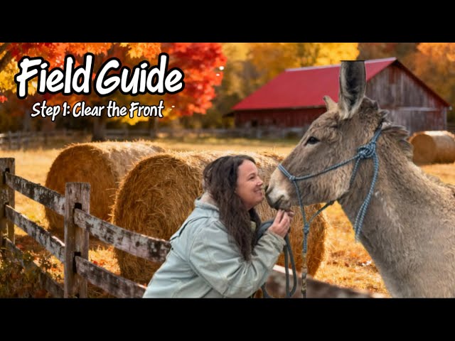 Leading Lessons: What Your Donkey Needs to Understand First